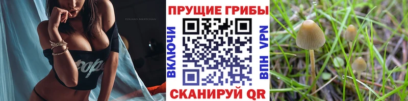 Галлюциногенные грибы мицелий  Армавир 